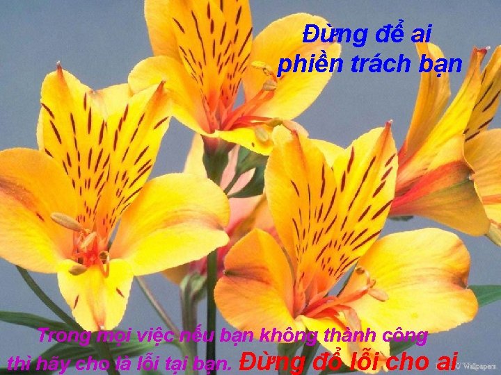 Đừng để ai phiền trách bạn Trong mọi việc nếu bạn không thành công