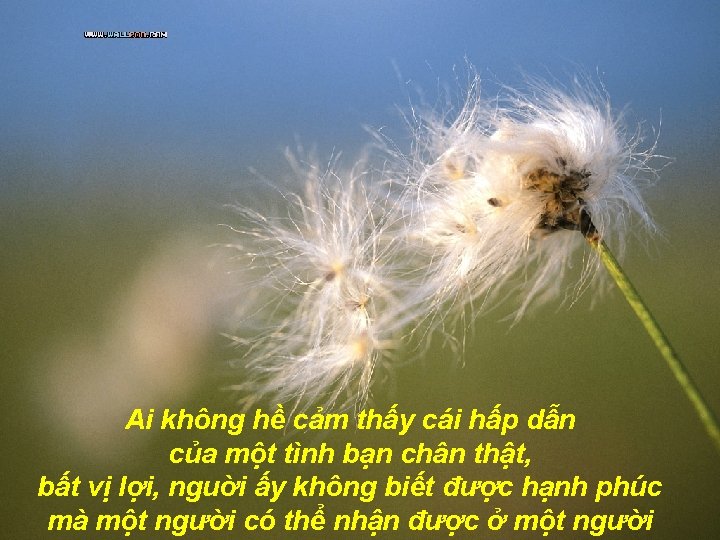 Ai không hề cảm thấy cái hấp dẫn của một tình bạn chân thật,