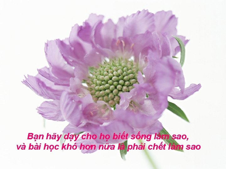 Bạn hãy dạy cho họ biết sống làm sao, và bài học khó hơn