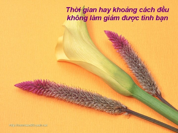 Thời gian hay khoảng cách đều không làm giảm được tình bạn 