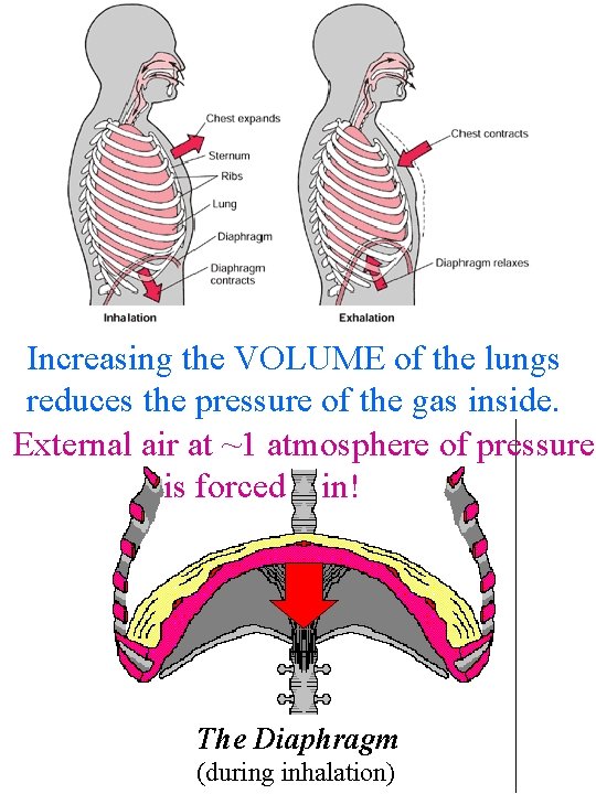 Increasing the VOLUME of the lungs reduces the pressure of the gas inside. External Increasing the VOLUME of the lungs reduces the pressure of the gas inside. External