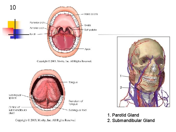 10 1. Parotid Gland 2. Submandibular Gland 