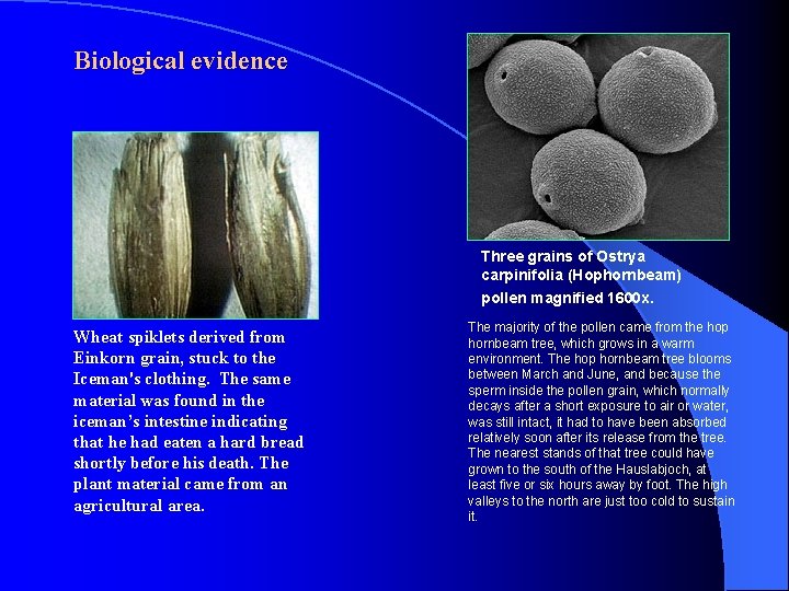 Biological evidence Three grains of Ostrya carpinifolia (Hophornbeam) pollen magnified 1600 x. Wheat spiklets Biological evidence Three grains of Ostrya carpinifolia (Hophornbeam) pollen magnified 1600 x. Wheat spiklets