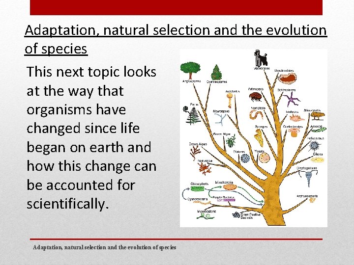 Adaptation natural selection and the evolution of species