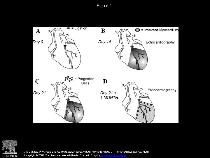 Figure 1 The Journal of Thoracic and Cardiovascular Surgery 2007 1341249 -1258 DOI: (10.