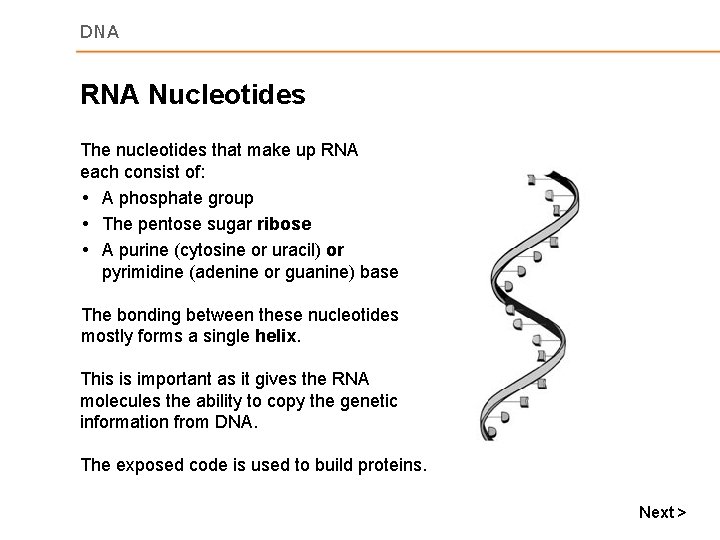 DNA RNA Nucleotides The nucleotides that make up RNA each consist of: A phosphate