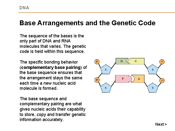 DNA Base Arrangements and the Genetic Code The sequence of the bases is the