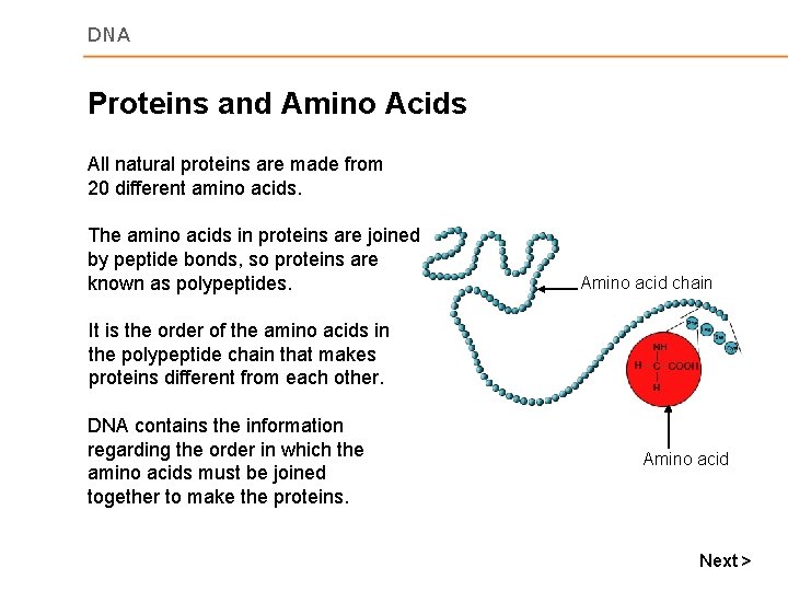 DNA Proteins and Amino Acids All natural proteins are made from 20 different amino