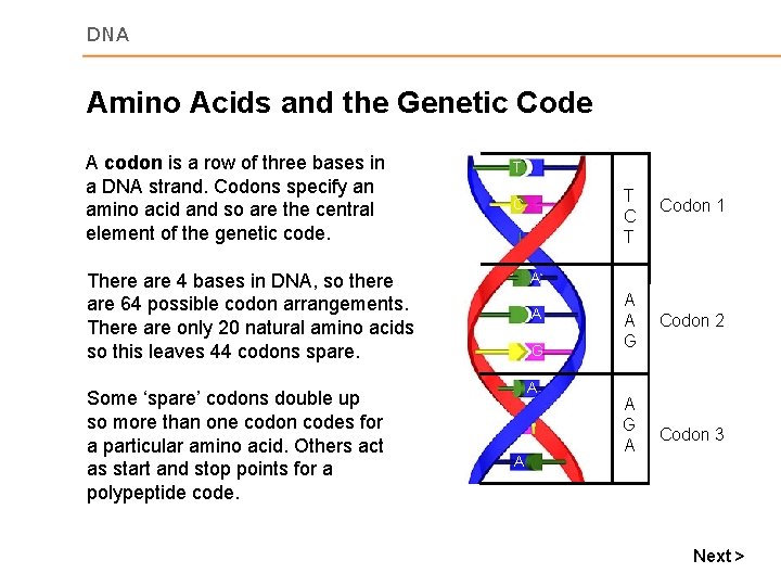 DNA Amino Acids and the Genetic Code A codon is a row of three