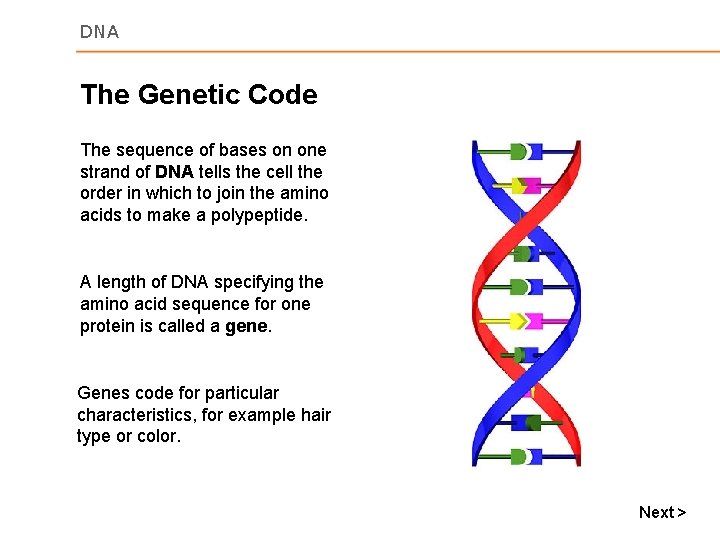 DNA The Genetic Code The sequence of bases on one strand of DNA tells