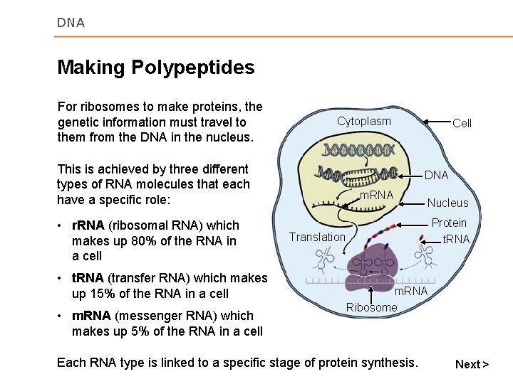 DNA Making Polypeptides For ribosomes to make proteins, the genetic information must travel to