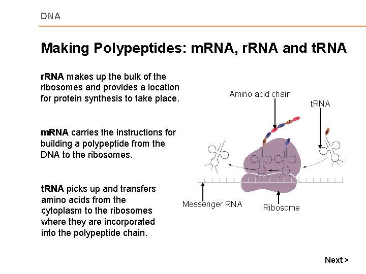 DNA Making Polypeptides: m. RNA, r. RNA and t. RNA r. RNA makes up
