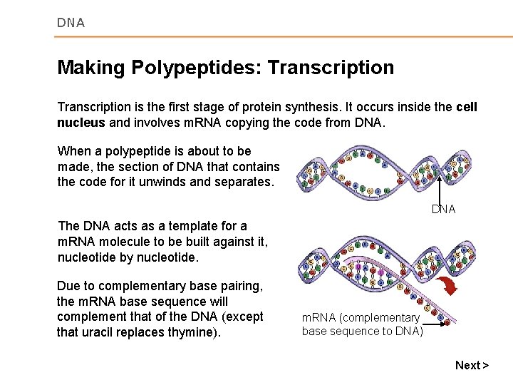 DNA Making Polypeptides: Transcription is the first stage of protein synthesis. It occurs inside