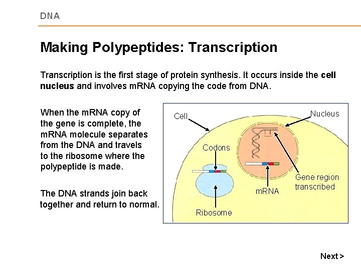 DNA Making Polypeptides: Transcription is the first stage of protein synthesis. It occurs inside