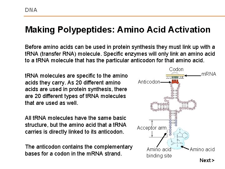 DNA Making Polypeptides: Amino Acid Activation Before amino acids can be used in protein