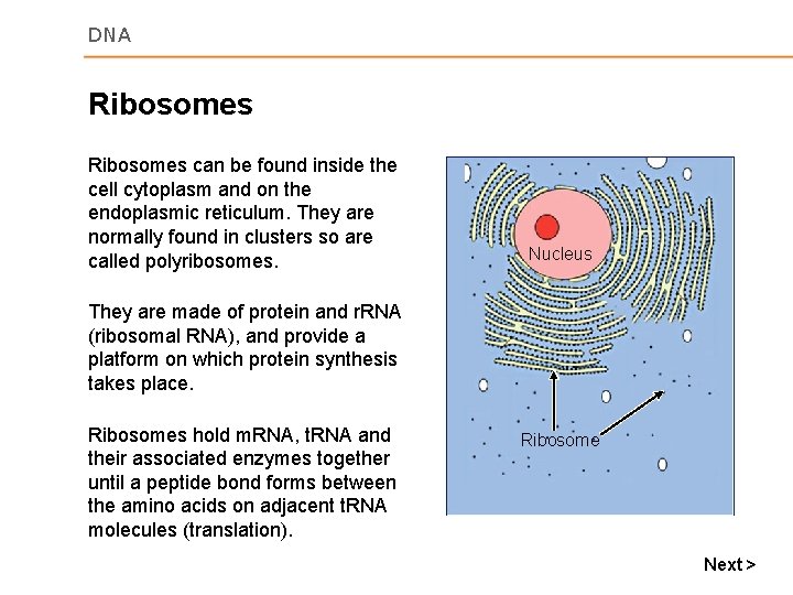DNA Ribosomes can be found inside the cell cytoplasm and on the endoplasmic reticulum.