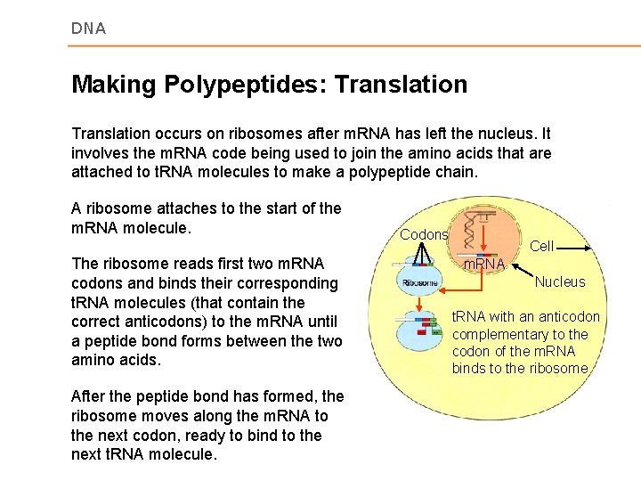 DNA Making Polypeptides: Translation occurs on ribosomes after m. RNA has left the nucleus.