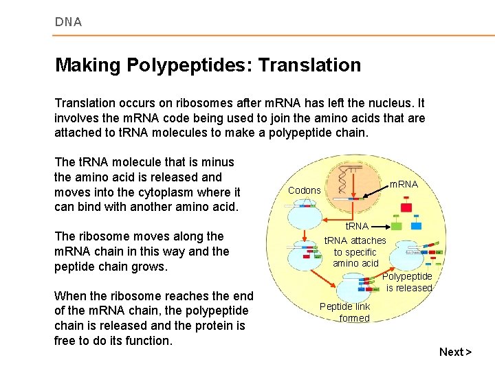 DNA Making Polypeptides: Translation occurs on ribosomes after m. RNA has left the nucleus.