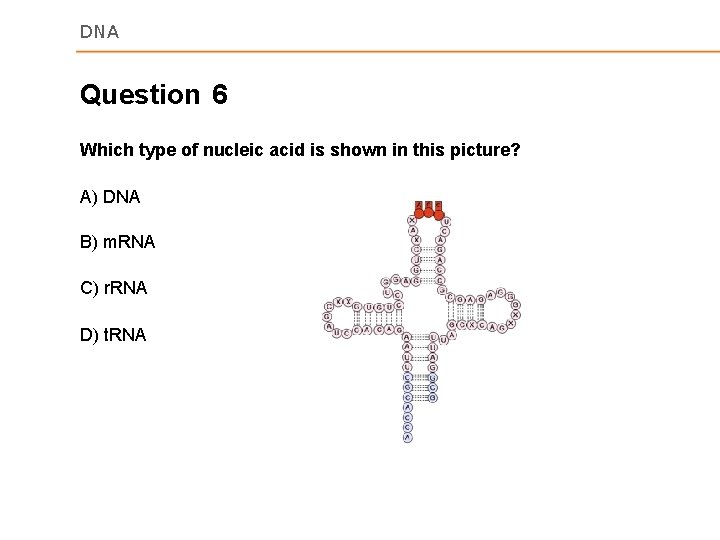 DNA Question 6 Which type of nucleic acid is shown in this picture? A)
