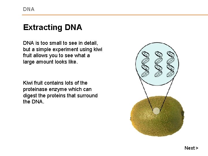 DNA Extracting DNA is too small to see in detail, but a simple experiment