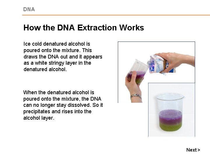 DNA How the DNA Extraction Works Ice cold denatured alcohol is poured onto the