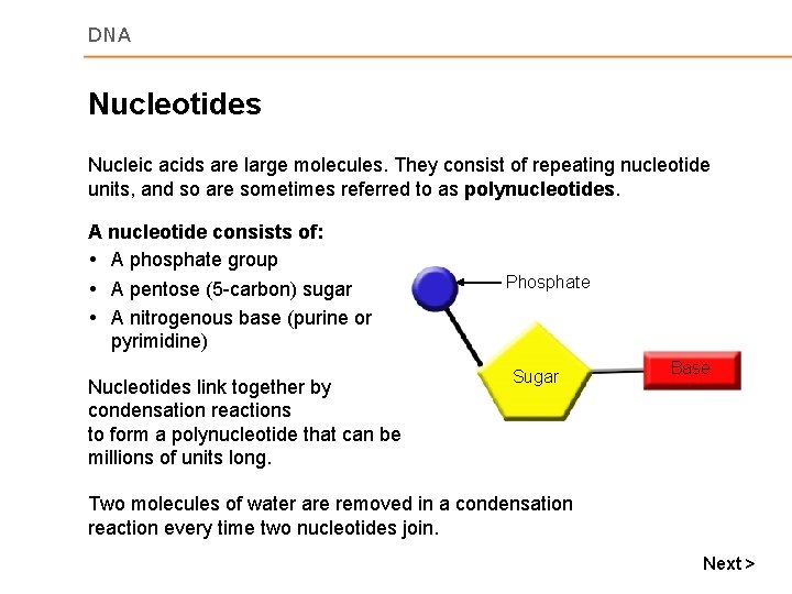 DNA Nucleotides Nucleic acids are large molecules. They consist of repeating nucleotide units, and