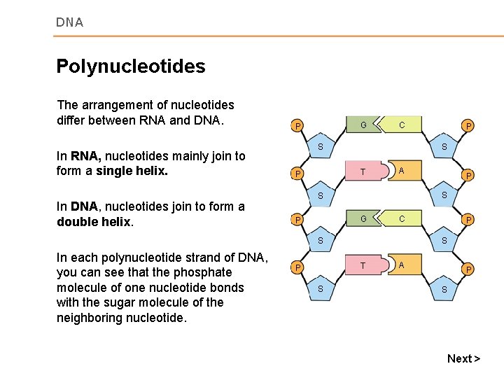 DNA Polynucleotides The arrangement of nucleotides differ between RNA and DNA. In RNA, nucleotides