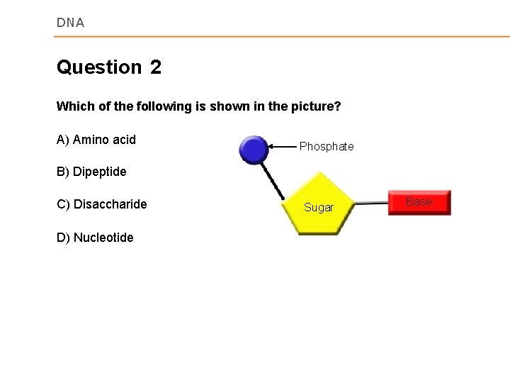DNA Question 2 Which of the following is shown in the picture? A) Amino