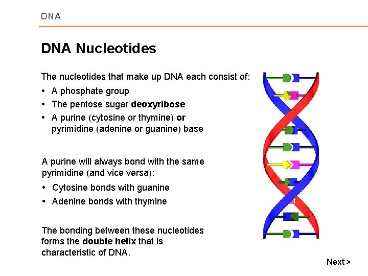 DNA Nucleotides The nucleotides that make up DNA each consist of: A phosphate group