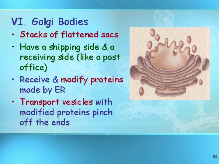VI. Golgi Bodies • • Stacks of flattened sacs Have a shipping side & VI. Golgi Bodies • • Stacks of flattened sacs Have a shipping side &