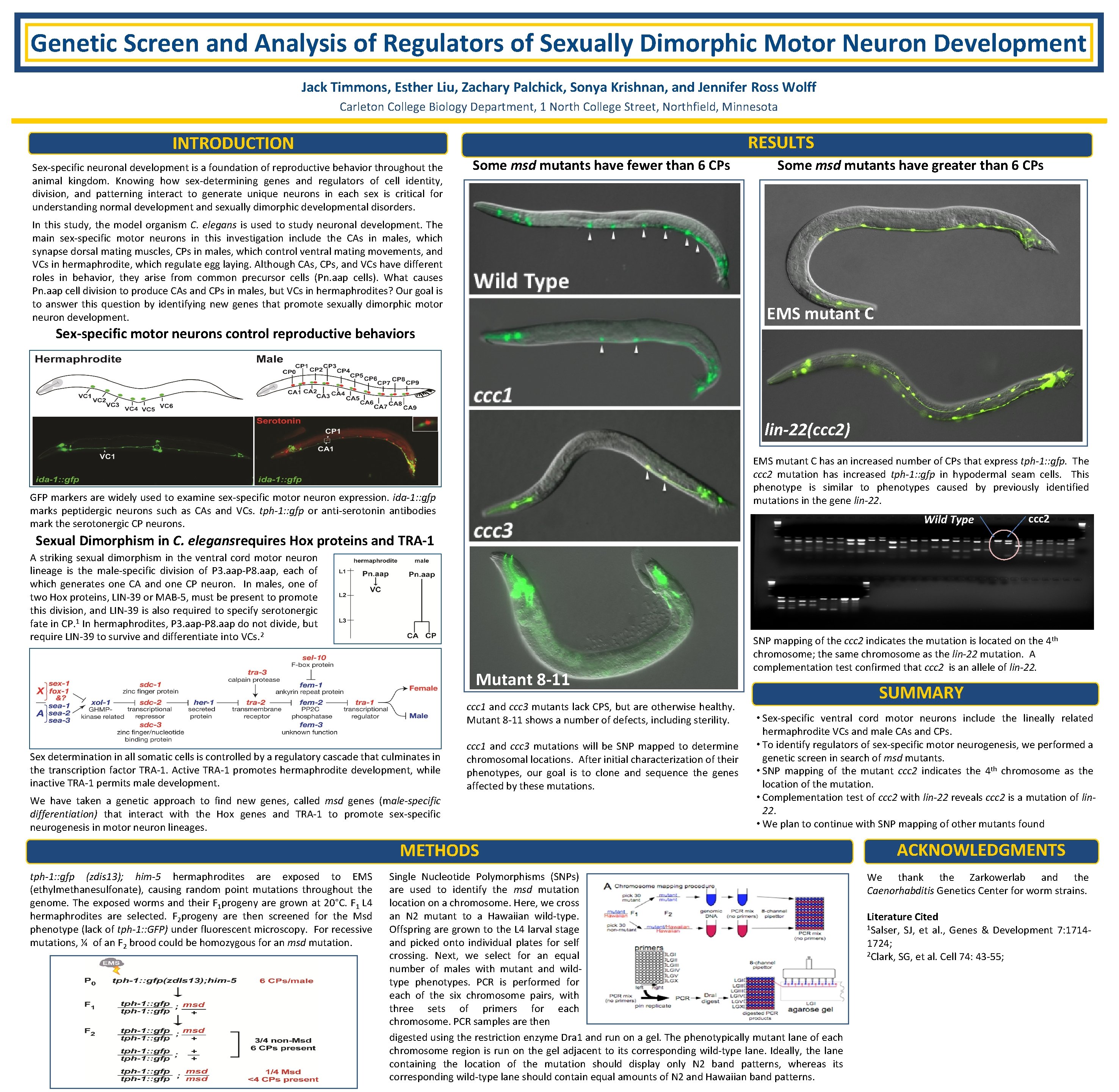 Genetic Screen and Analysis of Regulators of Sexually Dimorphic Motor Neuron Development Jack Timmons,