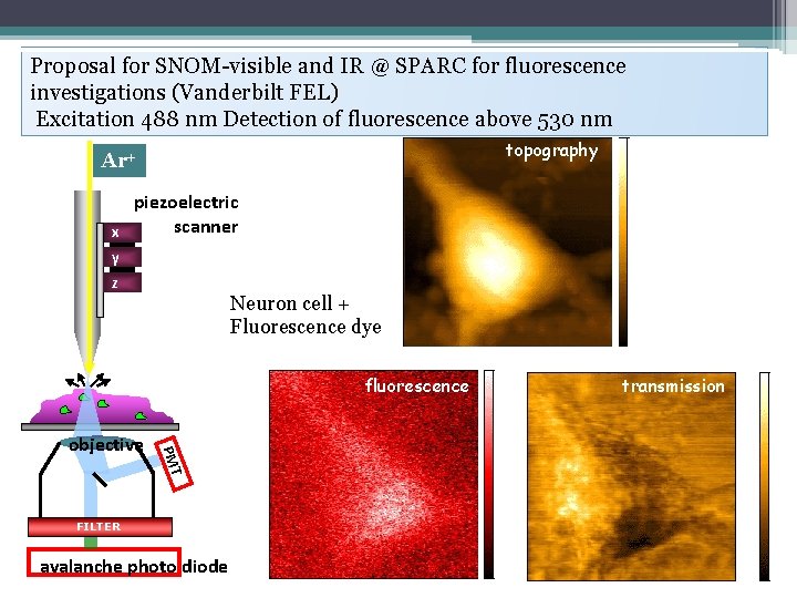 Proposal for SNOM-visible and IR @ SPARC for fluorescence investigations (Vanderbilt FEL) Excitation 488