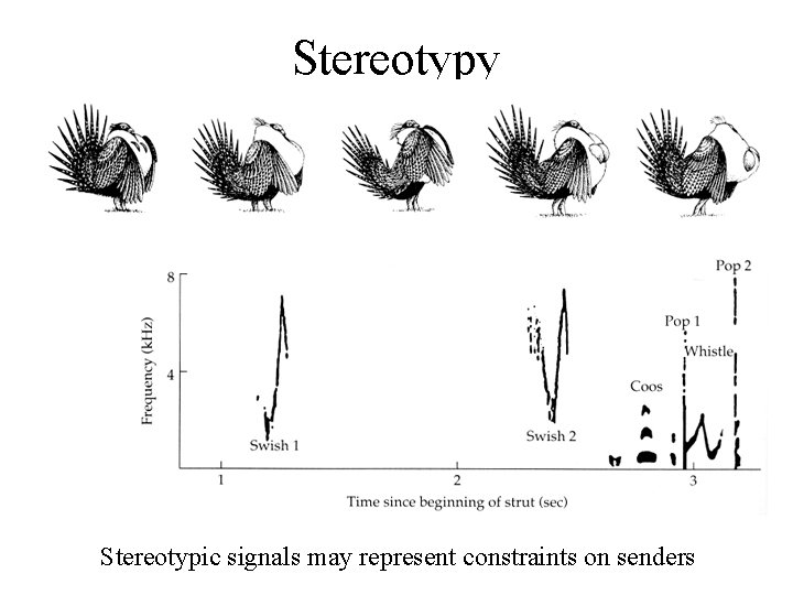 Stereotypy Stereotypic signals may represent constraints on senders 
