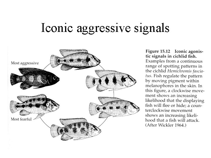 Iconic aggressive signals 