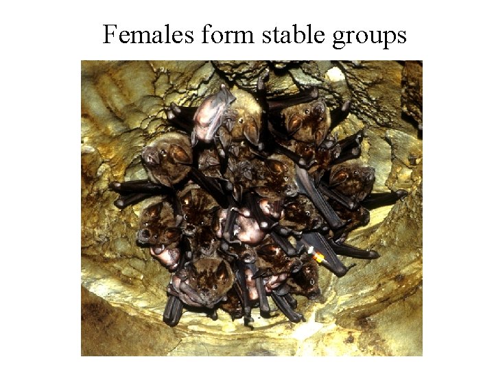 Females form stable groups 