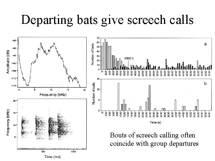 Departing bats give screech calls Bouts of screech calling often coincide with group departures