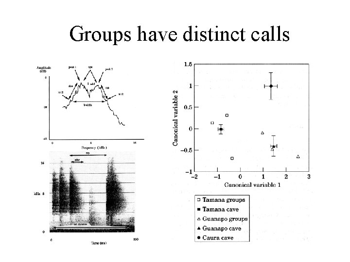 Groups have distinct calls 