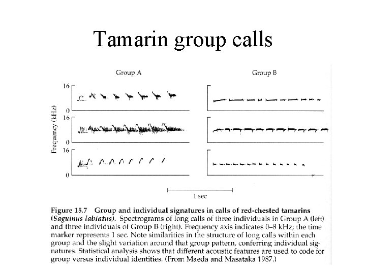 Tamarin group calls 