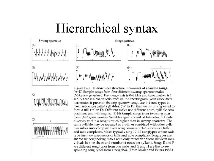 Hierarchical syntax 