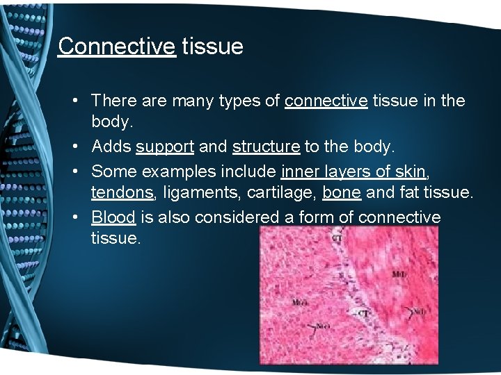 Connective tissue • There are many types of connective tissue in the body. • Connective tissue • There are many types of connective tissue in the body. •