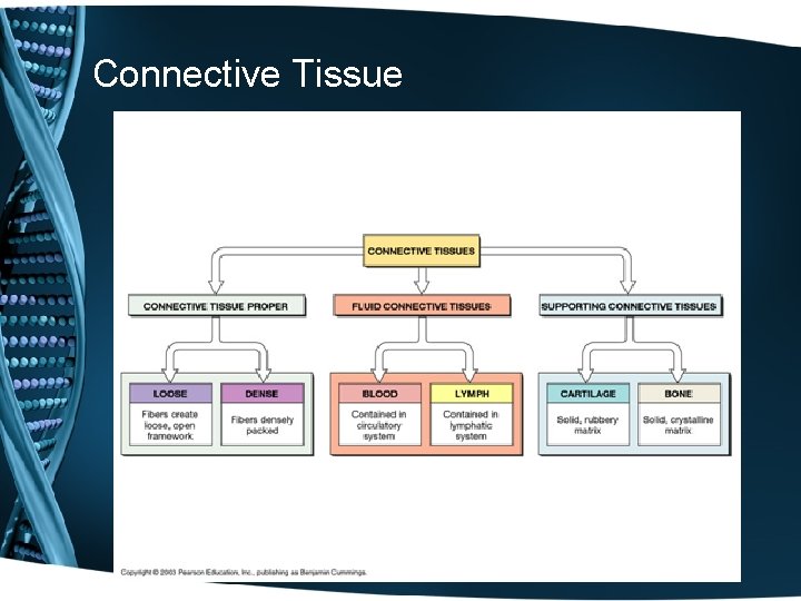 Connective Tissue Connective Tissue