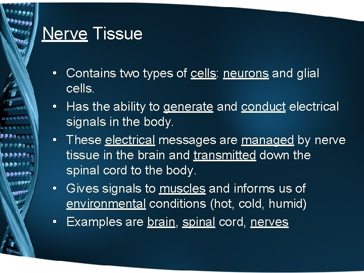 Nerve Tissue • Contains two types of cells: neurons and glial cells. • Has Nerve Tissue • Contains two types of cells: neurons and glial cells. • Has