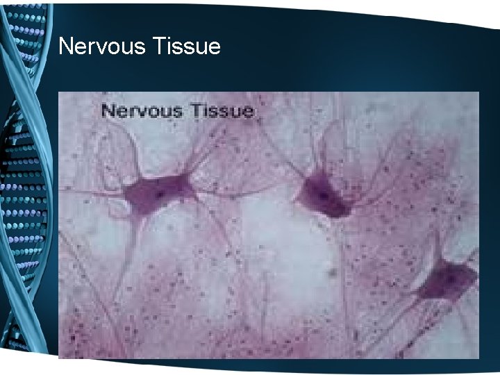 Nervous Tissue Nervous Tissue