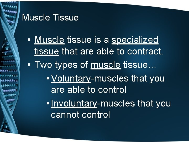 Muscle Tissue • Muscle tissue is a specialized tissue that are able to contract. Muscle Tissue • Muscle tissue is a specialized tissue that are able to contract.