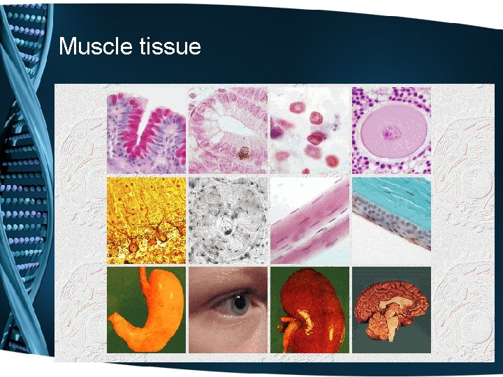Muscle tissue Muscle tissue