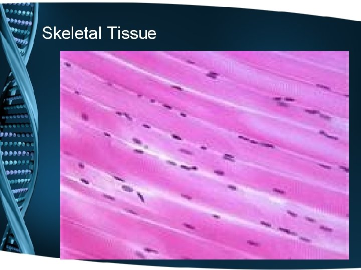 Skeletal Tissue Skeletal Tissue
