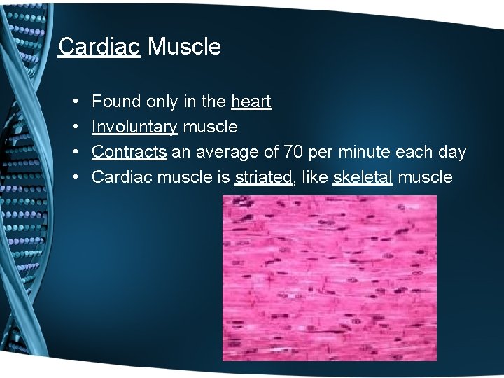 Cardiac Muscle • • Found only in the heart Involuntary muscle Contracts an average Cardiac Muscle • • Found only in the heart Involuntary muscle Contracts an average