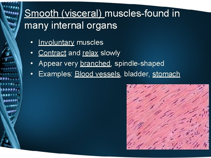 Smooth (visceral) muscles-found in many internal organs • • Involuntary muscles Contract and relax Smooth (visceral) muscles-found in many internal organs • • Involuntary muscles Contract and relax
