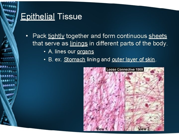 Epithelial Tissue • Pack tightly together and form continuous sheets that serve as linings Epithelial Tissue • Pack tightly together and form continuous sheets that serve as linings