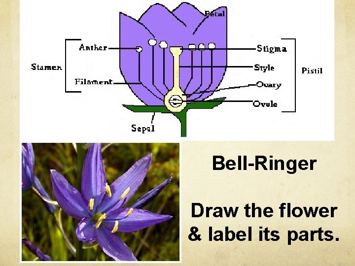 Bell-Ringer Draw the flower & label its parts. 